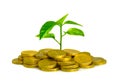 Money And Plant