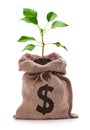 Money Tree