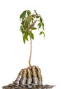 Concept Money Tree Isolated O...