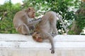 Monkeys In Nature.