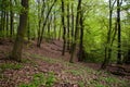 The Morasko Meteorite Nature R...