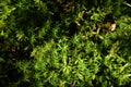 Moss Background