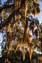 Moss Hanging From Large Oak Tree