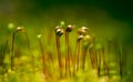 Moss Macro