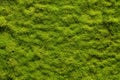 Moss texture