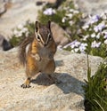 Mountain Chipmunk Royalty Free Stock Photos