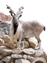 Mountain Goat The Animal