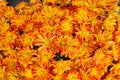 Mum Flowers