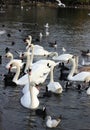 Mute Swans, coots, gulls in Hyde Park, London