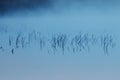 Nature Abstract