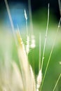 Nature Abstract