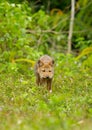 Nature Asiatic Jackal