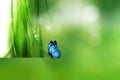 Nature Background