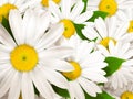 Nature Background