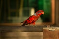 Nature & Birds