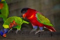 Nature & Birds