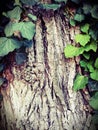 Nature Bulletin Board