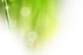 Nature Green Background