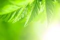Nature Green Background