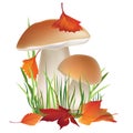 Nature Illustration. Mushroom ...