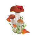 Nature Illustration. Mushroom ...