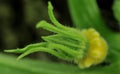 Nature Line