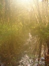 Nature In The Myst