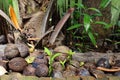 Nature Seedlings