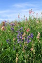 Nature In Spring
