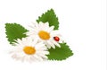 Nature Summer Daisy Flower Wit...