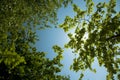 Nature. Trees, Sun And Blue Sky