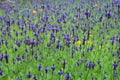 The Nature. Wild Flowers.