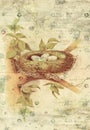 Nest And Bird Eggs Botanical V...