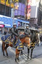 NYPD police officers on horseback ready to protect public on Broadway during Super Bowl XLVIII week in Manhattan