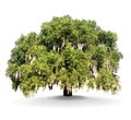 Oak Tree