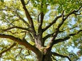 Oak Tree Trunk Top In Nature