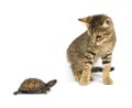 Odd couple - kitten and turtle