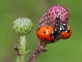 odd-man-out (two ladybirds and ant)