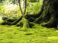 Old tree with moss