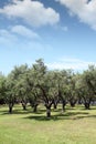 Olive Trees Nature Summer Scene
