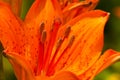 Orange Bloom Of Lily