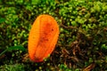 Orange Pezizaceae In Nature