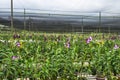 Orchid Farm