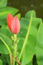 Ornamental Banana Flower In Th...