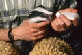 Orphan badger gets milk