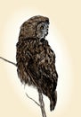 Owl Illustration