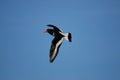 Oystercatcher in flight