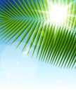 Palm Leaf On Blue Sky And Sun ...