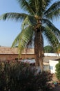 Palm tree, Burkina Faso
