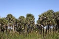 Palm tree line view